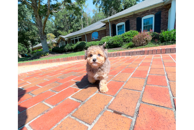 Maltipoo Pup Being Cute