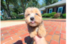 Cute Maltepoo Poodle Mix Puppy