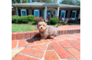 Cute Maltese Poodle Poodle Mix Puppy