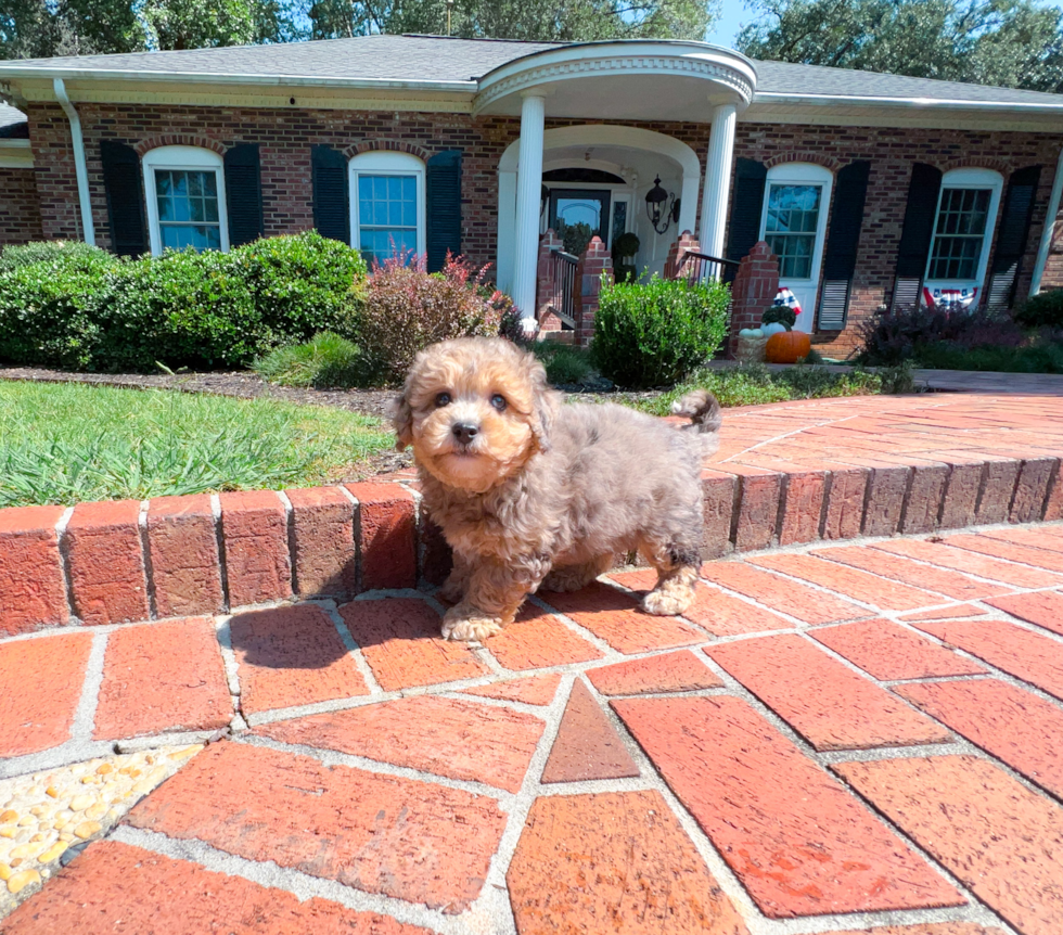 Cute Maltese Poodle Poodle Mix Puppy