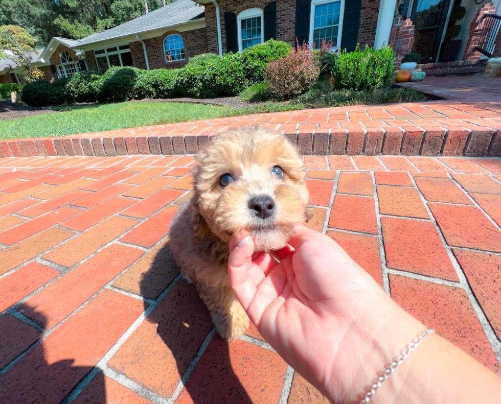 Maltipoo Puppy for Adoption