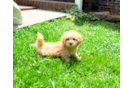 Maltipoo Puppy for Adoption