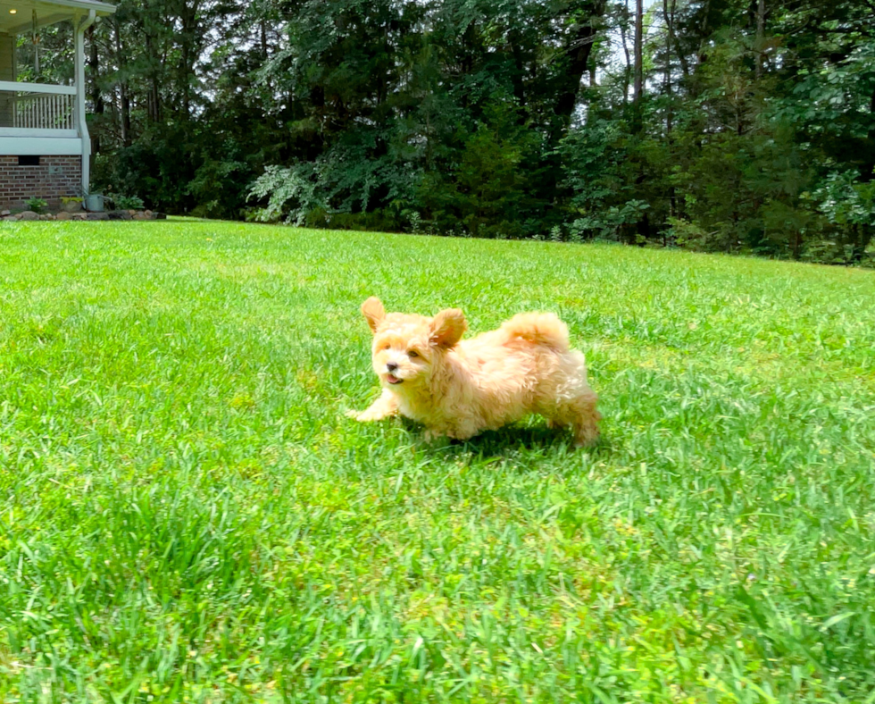 Cute Malt a Poo Poodle Mix Puppy