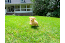 Maltipoo Puppy for Adoption
