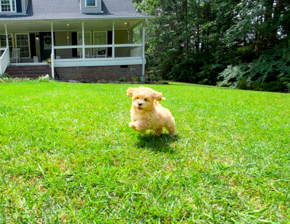 Maltipoo Puppy for Adoption