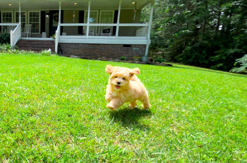 9 week old Maltipoo Puppy For Sale - Simply Southern Pups