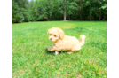 Cute Maltipoo Baby