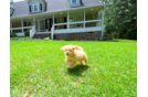 Cute Maltipoo Poodle Mix Pup
