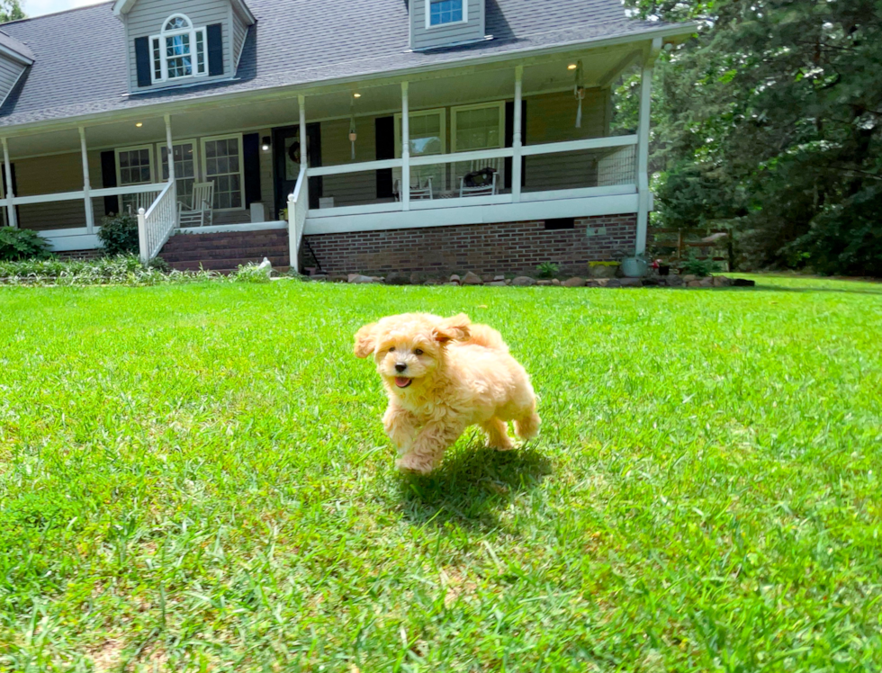 Cute Maltipoo Poodle Mix Pup