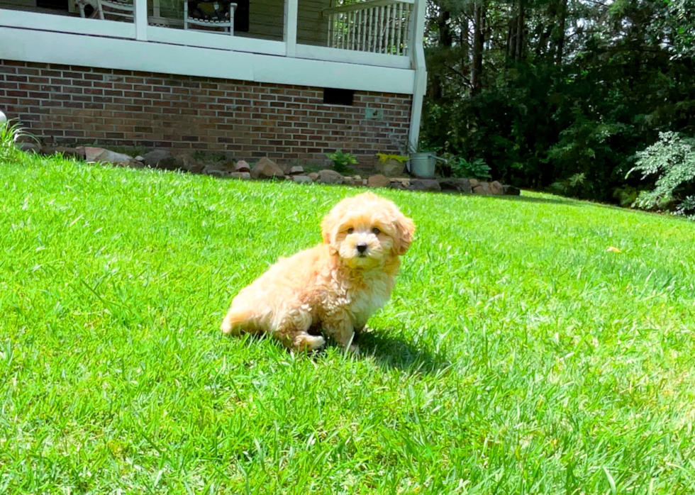 Cute Maltipoo Poodle Mix Pup