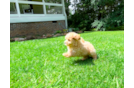 Cute Malt a Poo Poodle Mix Puppy