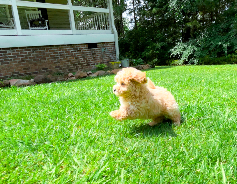 Cute Malt a Poo Poodle Mix Puppy
