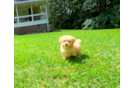 Cute Maltipoo Baby