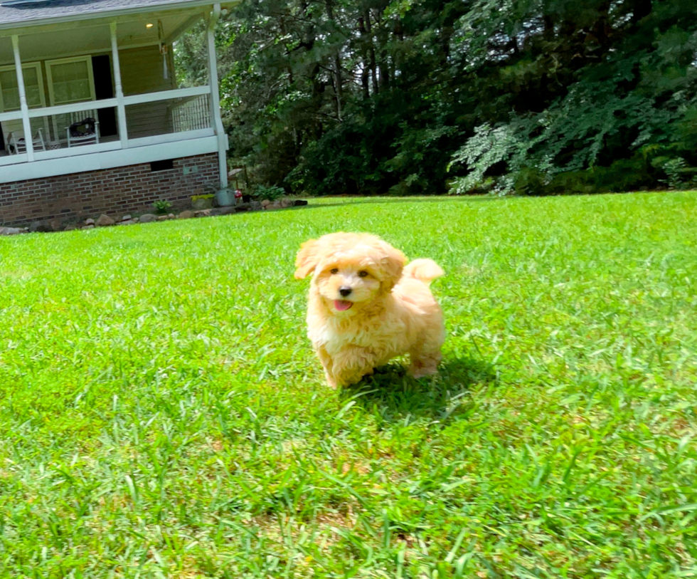 Cute Maltipoo Baby