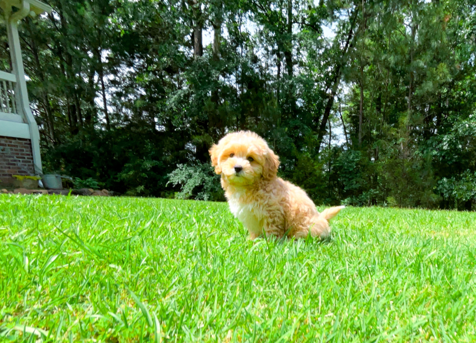 Cute Maltipoo Baby