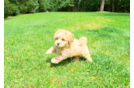 Best Maltipoo Baby