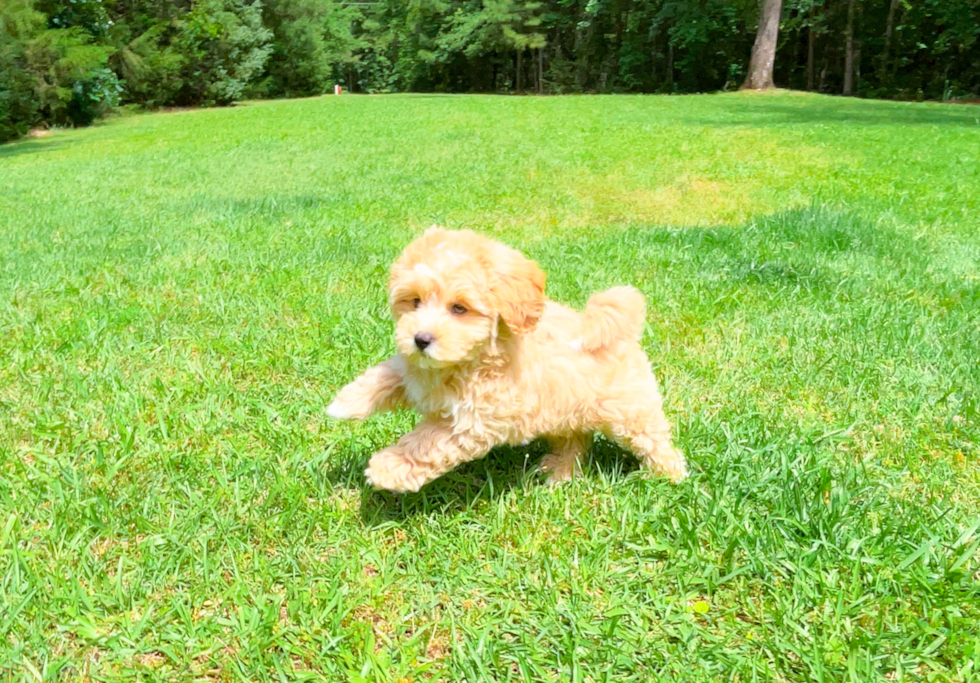 Best Maltipoo Baby