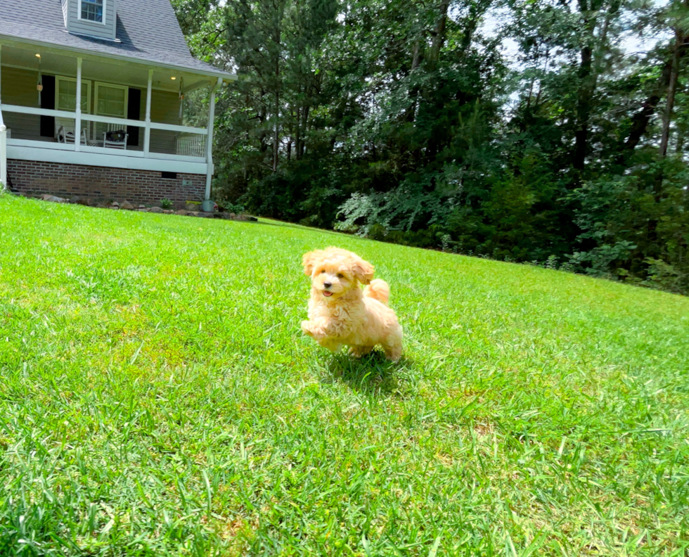 Cute Malt a Poo Poodle Mix Puppy
