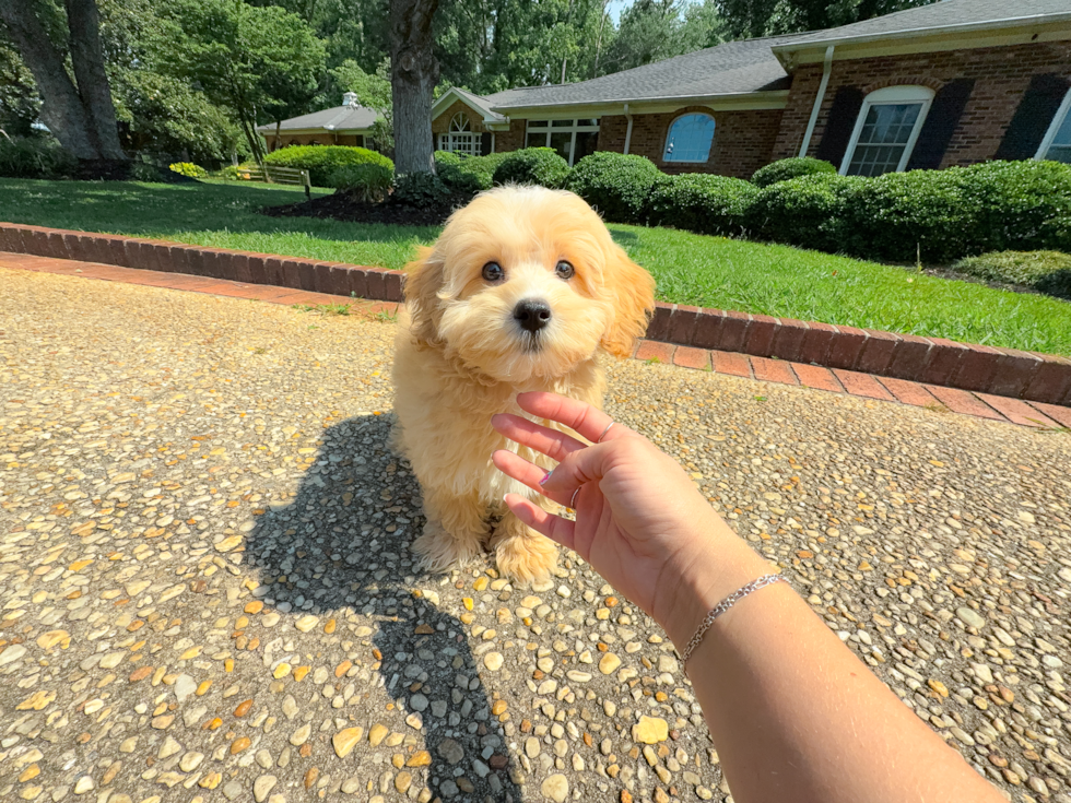 Maltipoo Pup Being Cute