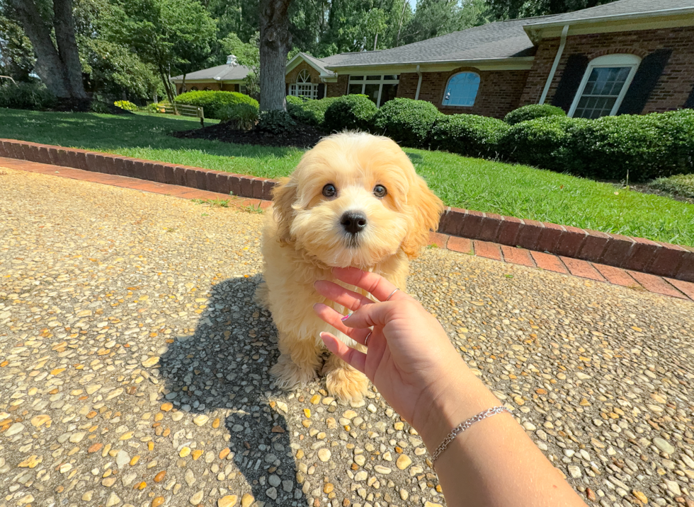Cute Maltipoo Poodle Mix Pup