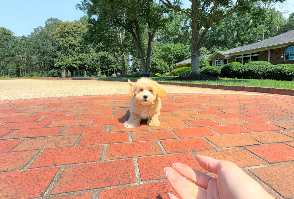 Cute Maltipoo Baby