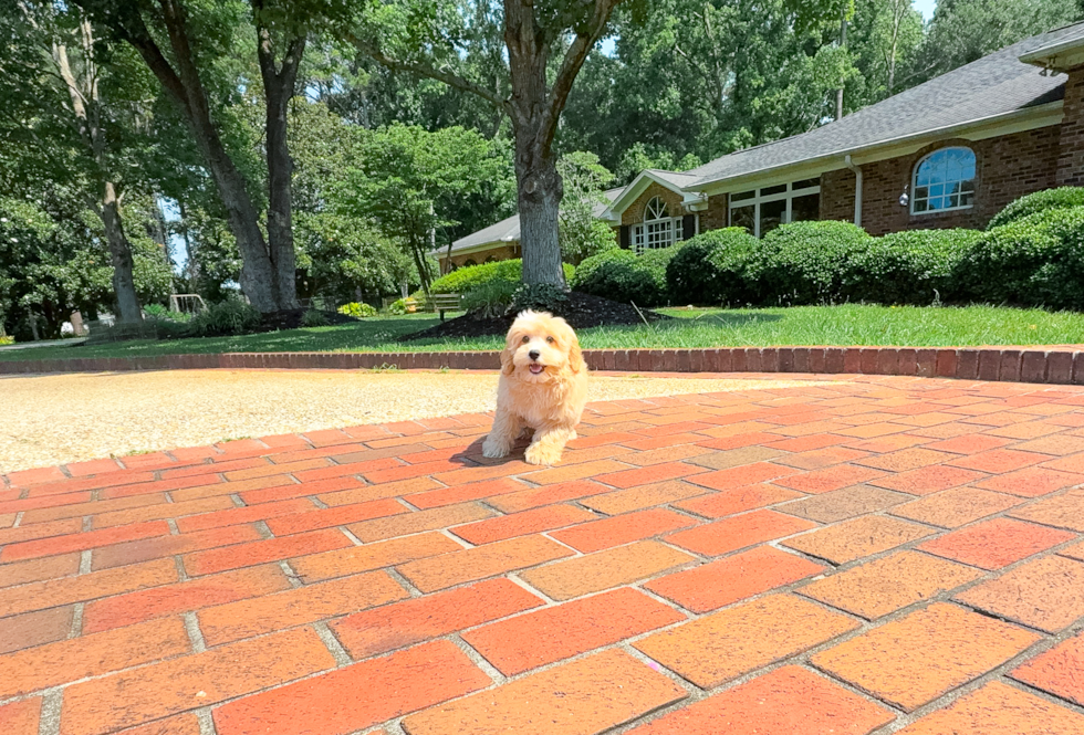 Maltipoo Puppy for Adoption