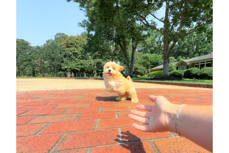 Cute Maltipoo Baby