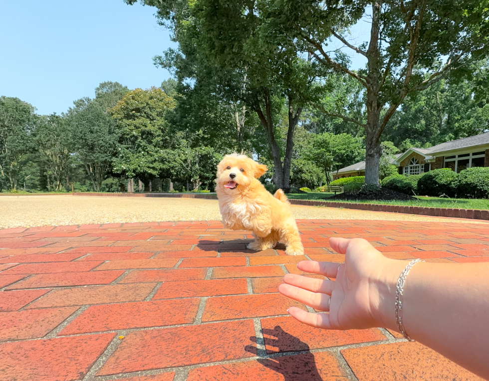 Cute Maltipoo Baby