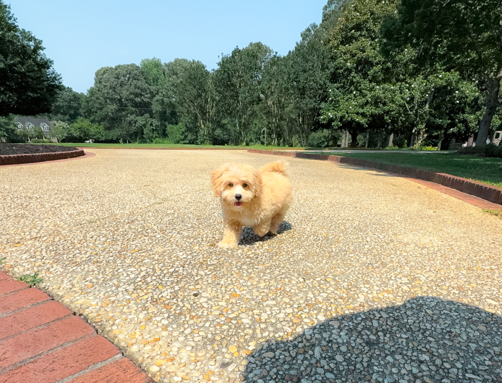 Maltipoo Pup Being Cute