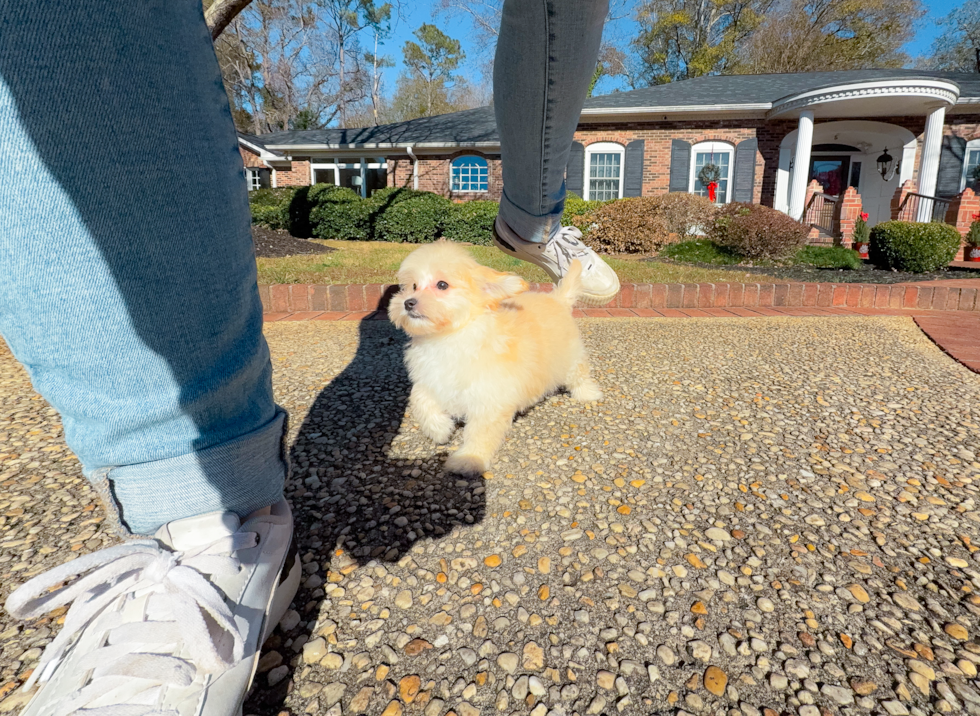 Cute Malt a Poo Poodle Mix Puppy