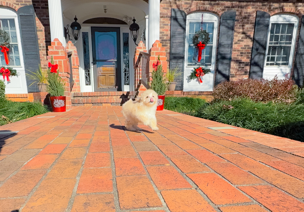 Maltipoo Puppy for Adoption
