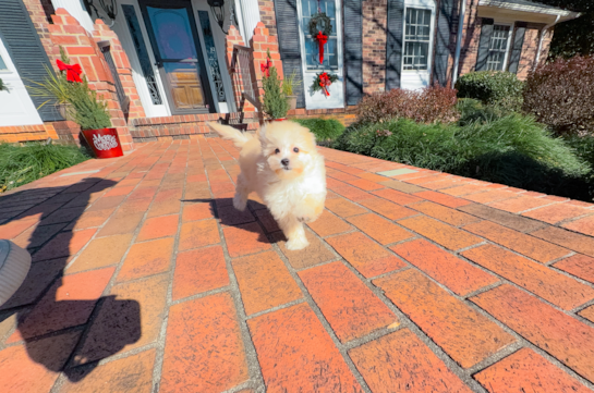 Cute Maltipoo Poodle Mix Pup