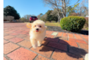Cute Maltipoo Poodle Mix Pup