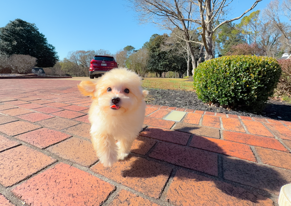 Cute Maltipoo Poodle Mix Pup