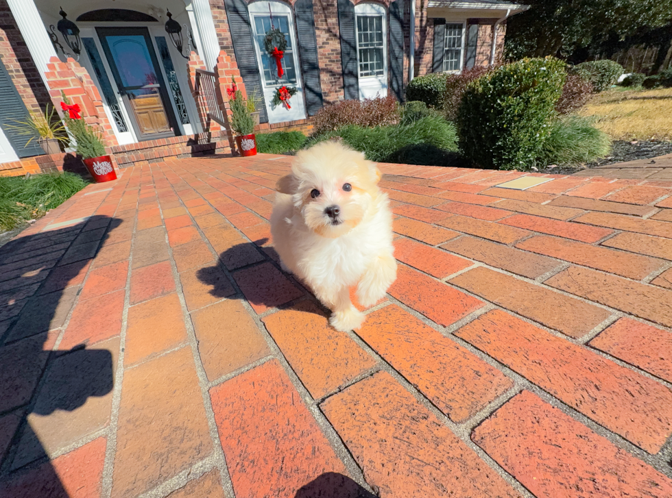 Maltipoo Puppy for Adoption