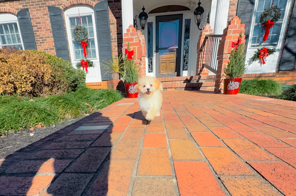 11 week old Maltipoo Puppy For Sale - Simply Southern Pups