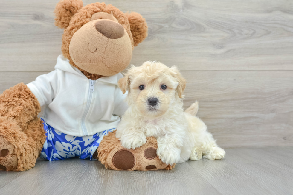 Maltipoo Puppy for Adoption