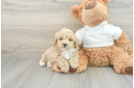 Maltipoo Puppy for Adoption