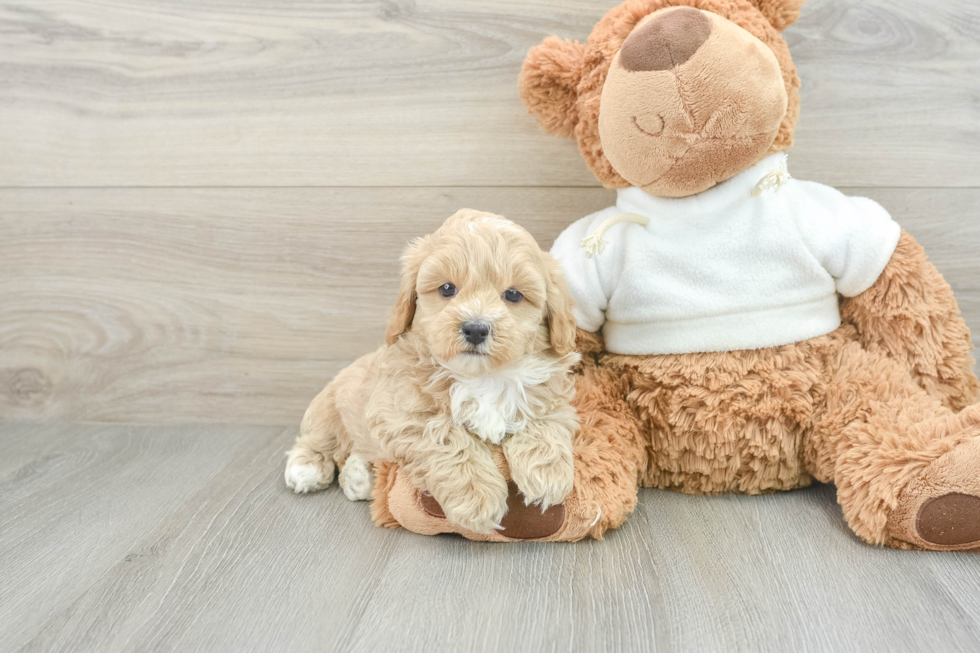 Maltipoo Puppy for Adoption