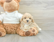 7 week old Maltipoo Puppy For Sale - Simply Southern Pups