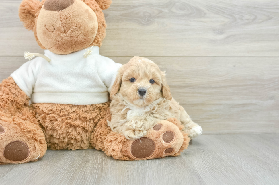 6 week old Maltipoo Puppy For Sale - Simply Southern Pups