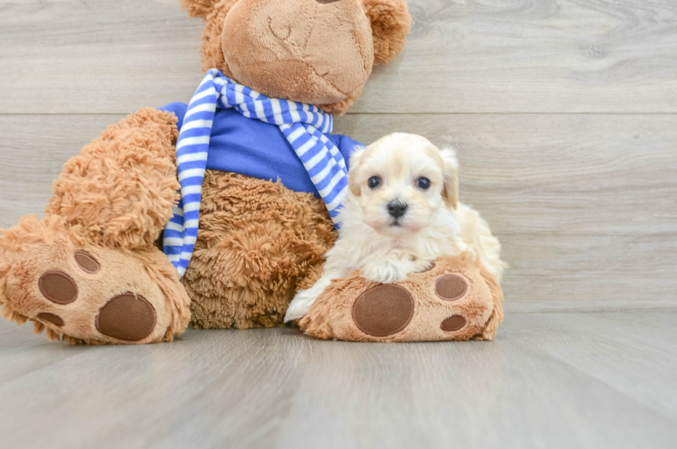 6 week old Maltipoo Puppy For Sale - Simply Southern Pups