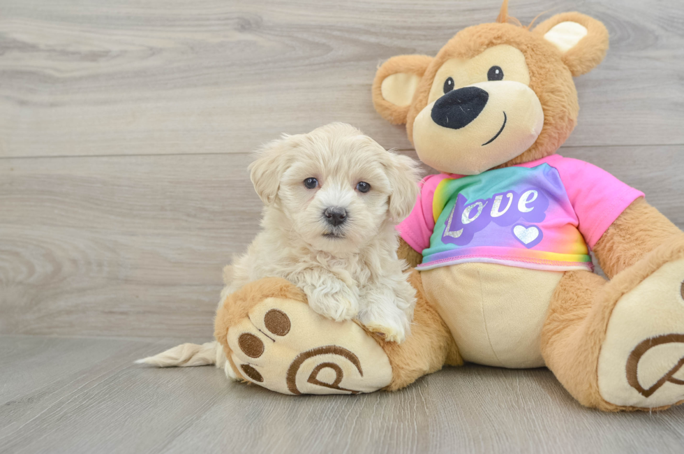 7 week old Maltipoo Puppy For Sale - Simply Southern Pups