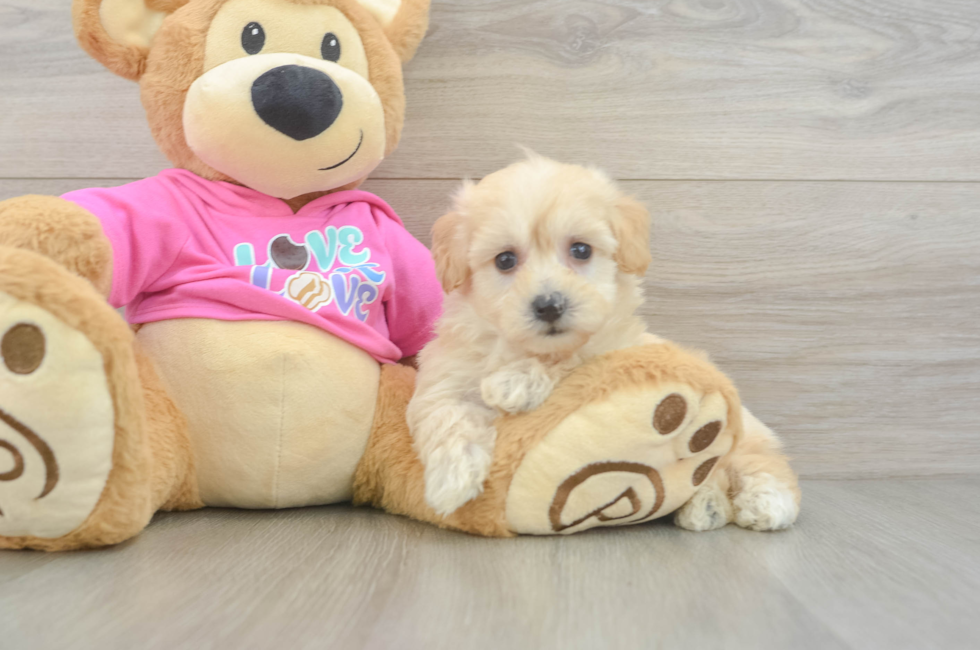 7 week old Maltipoo Puppy For Sale - Simply Southern Pups