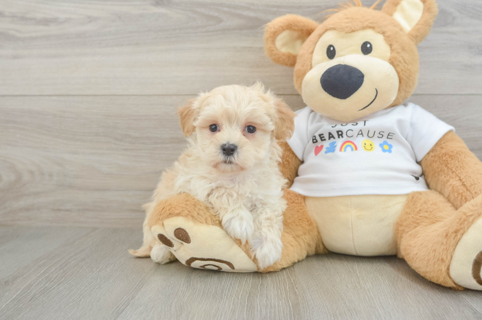7 week old Maltipoo Puppy For Sale - Simply Southern Pups