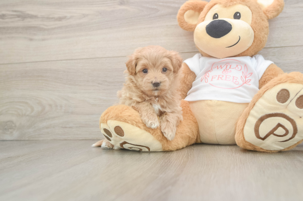 5 week old Maltipoo Puppy For Sale - Simply Southern Pups