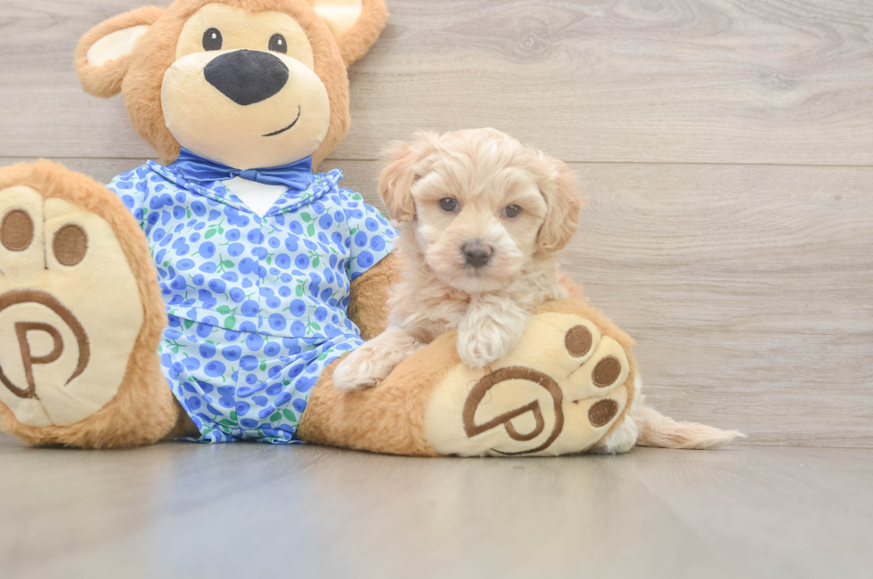 5 week old Maltipoo Puppy For Sale - Simply Southern Pups