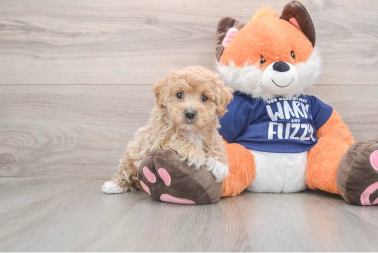 Energetic Moodle Poodle Mix Puppy