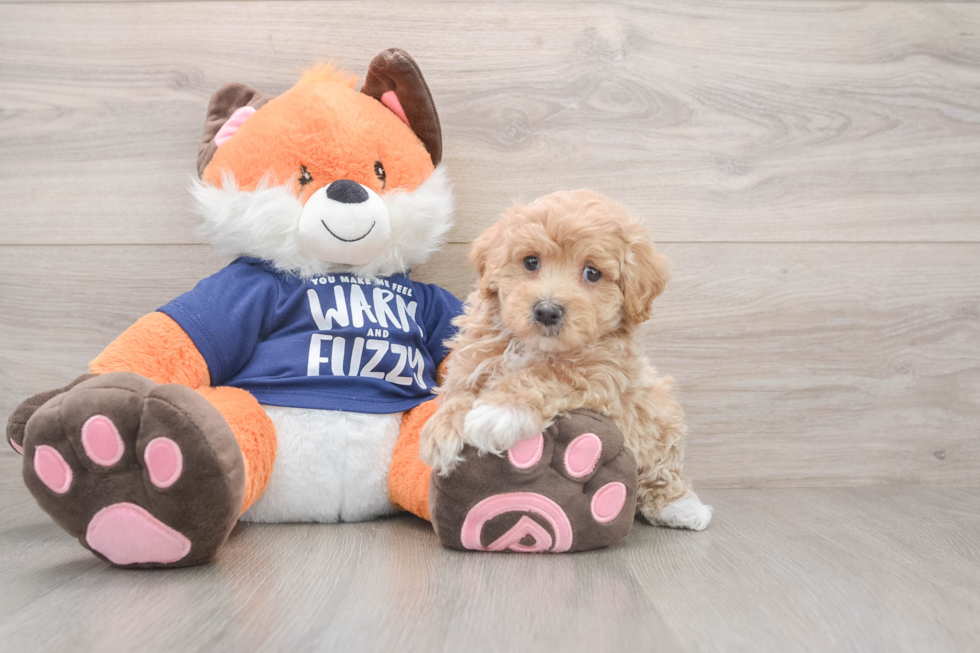 Adorable Maltese Poodle Poodle Mix Puppy