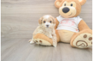 Funny Maltipoo Poodle Mix Pup